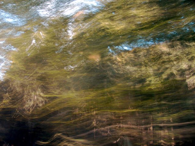 Wald aus dem Auto - 2