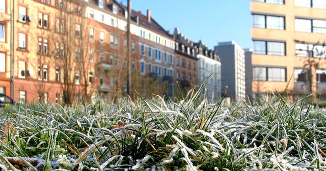 Winterwiese II