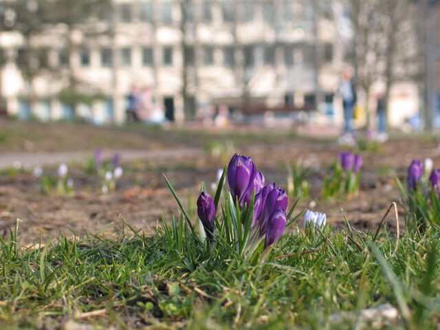 Frühling im Fokus